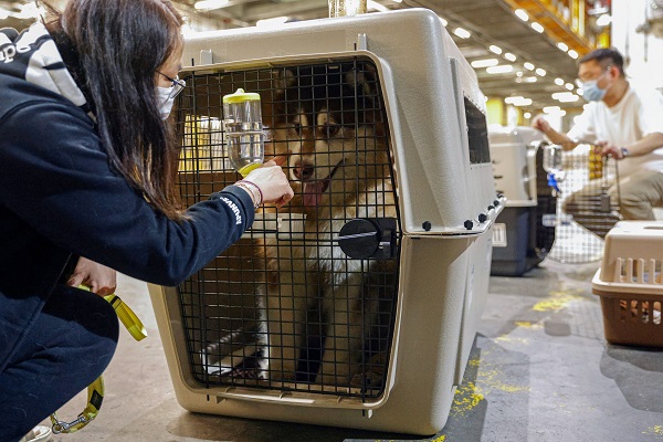 pet-relocation